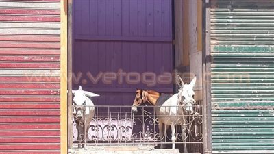 بالصور.. باكيات الوحدة المحلية بالبلينا في سوهاج «أسطبل حمير»