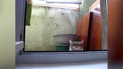 بالفيديو والصور.. قطة «لصة» تثير حيرة رواد الإنترنت