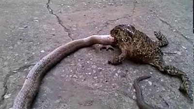 بالفيديو.. أقوى لقطات مهاجمة الضفادع للأفاعى