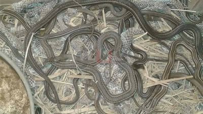 خبير زواحف: ليس هناك إجراء صحيح تم اتخاذه لمواجهة هجوم الثعابين