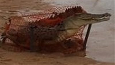 بالفيديو والصور.. صيادون يعثرون على تمساح عالق في الشباك