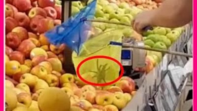 بالفيديو.. «عنكبوت» يثير ذعر رواد سوبر ماركت