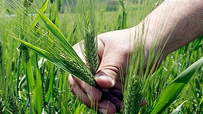 صرف حصص الأسمدة لمحصولى القمح وبنجر السكر بالمنوفية