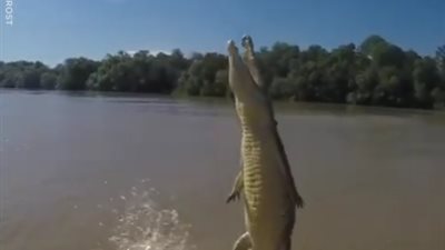 لقطات نادرة لتمساح يقفز في الهواء (فيديو)