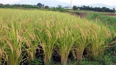 بدء حفل تخريج المتدربين على «تكنولوجيا زراعة الأرز»