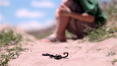 نقل عامل أصيب بلدغة عقرب إلى مستشفى القصير