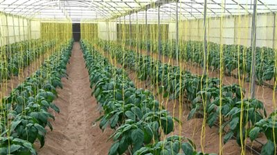 التكنولوجيا الزراعية الذكية الصينية تنمو في الإمارات