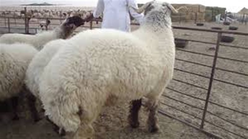 صورة تعبيرية 