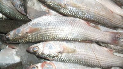 البوري يسجل 33 جنيهًا بسوق العبور