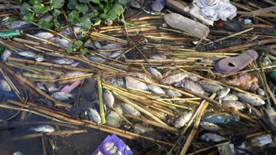 بالصور.. نفوق كميات هائلة من الأسماك بنهر النيل في البحيرة