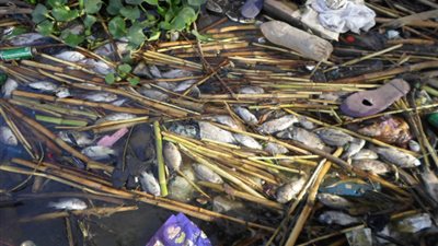 طوارئ بالبحيرة لمواجهة نفوق الأسماك في نهر النيل