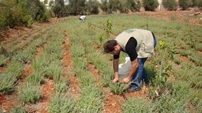 «زراعة أسيوط»: توجيه الفلاحين للاستفادة من مخلفات الذرة وتجنب السحابة السوداء