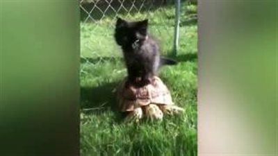 بالفيديو.. صداقة قوية بين قطة وسلحفاة