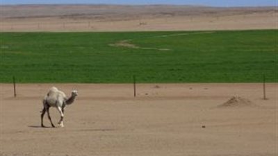 نجاح الصين في زراعة الأرز بصحراء دبي وخطط لتغطية 10% من أرض الإمارة