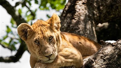 أسود تتسلق الأشجار هربا من حر الصيف (صور)