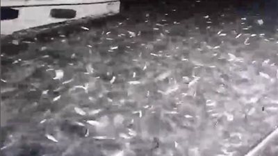 آلاف من أسماك السردين تصعد على متن قارب (فيديو وصور)