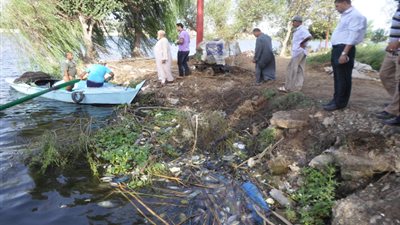 إعدام 1.2 طن أسماك نافقة بنهر النيل في البحيرة