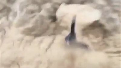 سقوط مروع لشاب من فوق جرف شاهق العلو (فيديو)