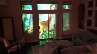 أب يحول نافذة ابنته عاشقة الديناصورات إلى مسرح (فيديو وصور)