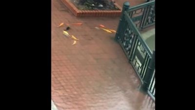 أسماك ملونة تسبح بشوارع فيتنام عقب موجة عواصف وفيضانات (فيديو)