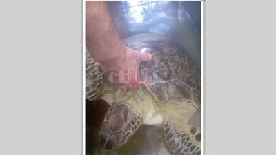 البيئة تنجح في إنقاذ سلحفاة بحرية مهددة بالانقراض وإعادتها لبيئتها