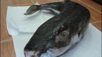 أستاذ بعلوم البحار: سمكة 