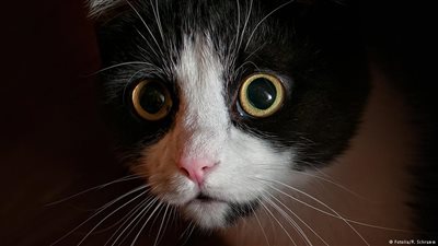 الشرطة اليابانية تعتقل 