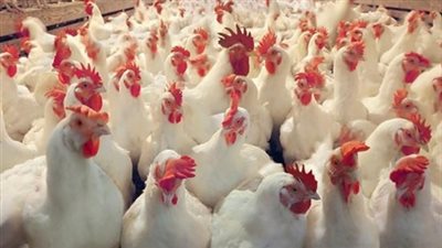 تراجع أسعار الدواجن اليوم.. والكيلو بـ28 جنيها وكرتونة البيض بـ34