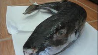 أستاذ بعلوم البحار: 