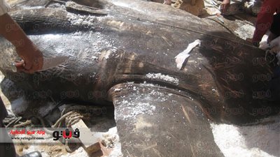 حملات تفتيشية لضبط المخالفين من صائدى الأسماك بالبحر الأحمر