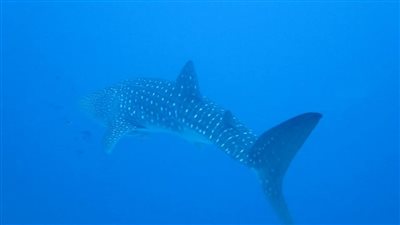 بالفيديو.. قرش حوتي يظهر بمنطقة فانوس شمال الغردقة