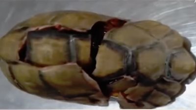 طبيب «سلحفاة السوشيال» يكشف تفاصيل العملية الجراحية (فيديو)