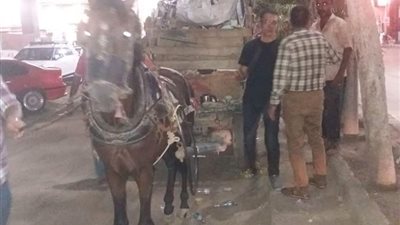 مقترح بمصادرة ماشية المخالفين بالشرقية لصالح دور الأيتام (صور)