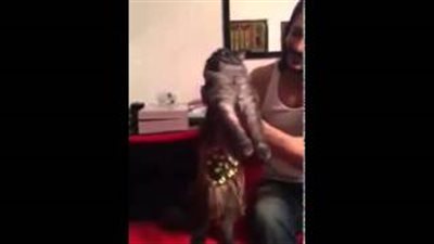 بالفيديو.. القطة 