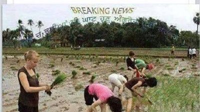 ساخرون: فلاحين فرنسا وهما بيزرعوا الأرز