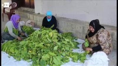 بالفيديو.. بدء موسم حصاد التبغ في لبنان