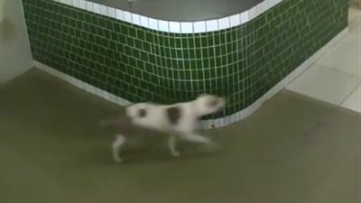 رد فعل صادم لعمال لحظة اقتحام كلب مكتبهم (فيديو)