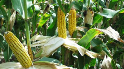 «زراعة الشرقية»: 38 أردبا لفدان الذرة الشامية بأبوحماد