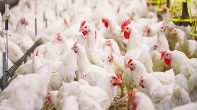 ارتفاع أسعار الدواجن البيضاء في المزارع لجنيهين