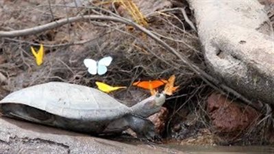 فراشات تشرب دموع سلحفاة (فيديو)