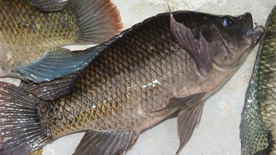 سمك بلطى يسجل 12.7  جنيها بسوق العبور اليوم