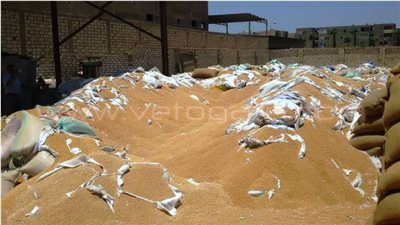 بالصور.. ضبط «شون» تخالف شروط تخزين القمح في بني سويف