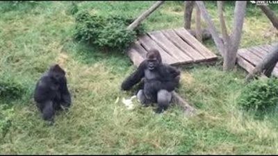 بالفيديو.. قرد يسرق آخر أكبر منه بخفة غير متوقعة