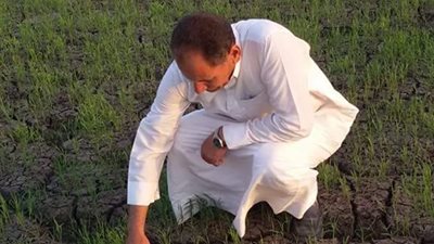 مواطن بالدقهلية يزرع أرز «عرابي» لترشيد المياه.. والحكومة تعاقبه (صور)