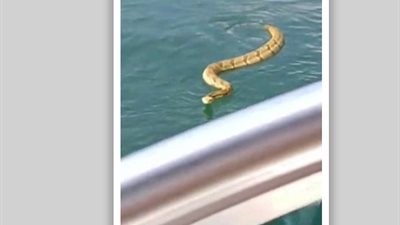 ثعبان جرسي يهاجم عائلة على متن قارب (فيديو وصور)