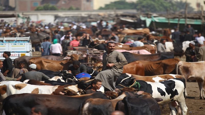 صورة أرشيفية