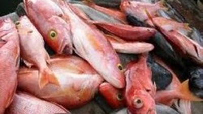 «قدورة» يتوقع ارتفاع أسعار الأسماك 35% بالإسكندرية أثناء «الكريسماس»