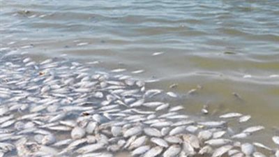 نفوق ملايين الأسماك بفرع رشيد في أشمون بالمنوفية