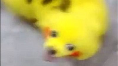 بالفيديو والصور.. رجل يحول كلبه إلى 