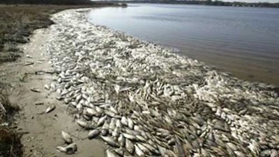 الطب الوقائي يعلن تسمم أسماك المنوفية